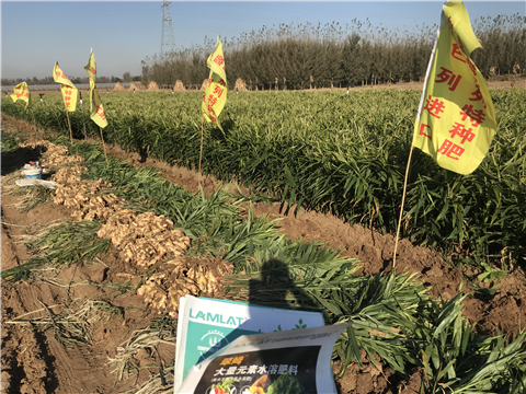 水溶肥，拉姆拉，翠姆