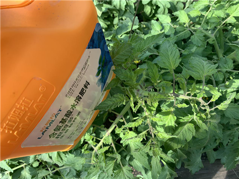 水溶肥，拉姆拉，翠姆