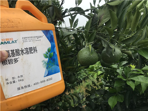 水溶肥，拉姆拉，翠姆