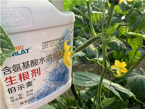 水溶肥，拉姆拉，伯示麥