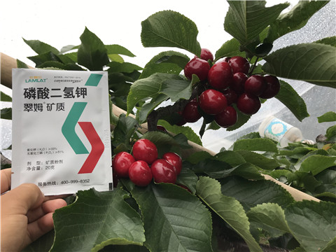 水溶肥，拉姆拉，翠姆