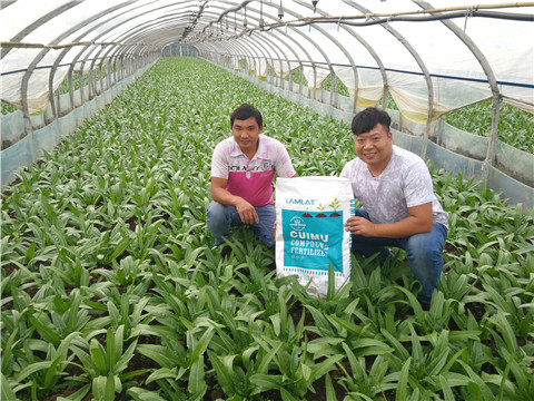 水溶肥，拉姆拉，翠姆