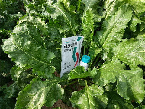 水溶肥，拉姆拉，翠姆