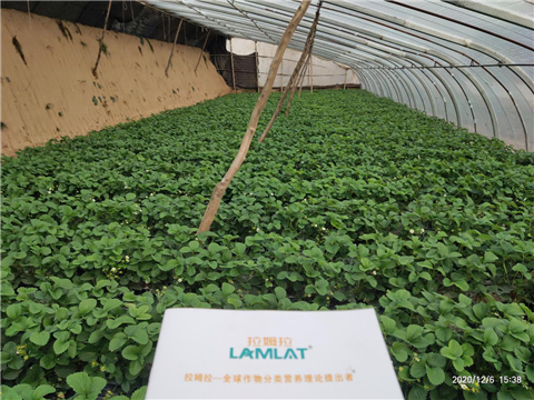 水溶肥，拉姆拉，翠姆