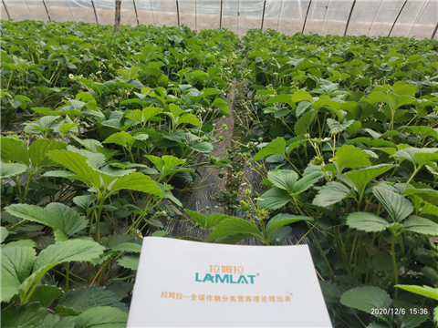 水溶肥，拉姆拉，翠姆