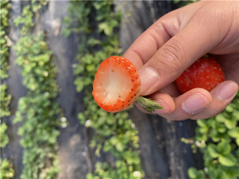 水溶肥，拉姆拉，翠姆