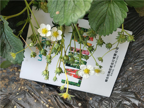 水溶肥，拉姆拉，翠姆