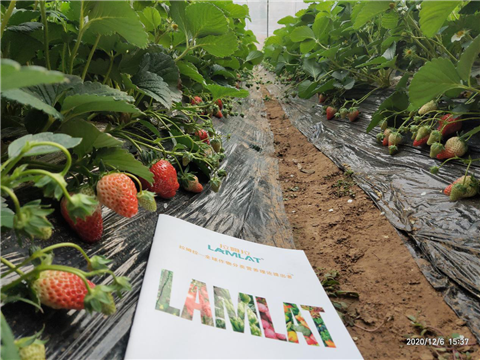 水溶肥，拉姆拉，翠姆