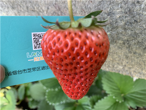 水溶肥，拉姆拉，翠姆