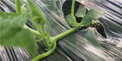 微生物菌劑，拉姆拉，翠姆