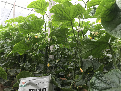 微生物菌劑，拉姆拉，翠姆