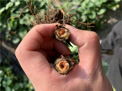 水溶肥，拉姆拉，翠姆