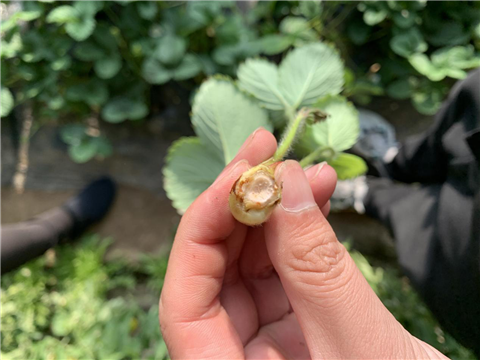 水溶肥，拉姆拉，翠姆