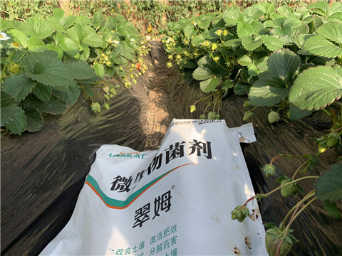 水溶肥，拉姆拉，翠姆