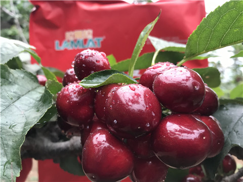 大量元素水溶肥，拉姆拉，翠姆