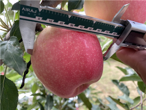 沖施肥，拉姆拉，翠姆