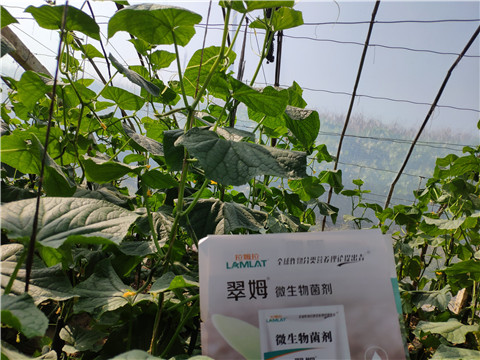 水溶肥，拉姆拉，翠姆