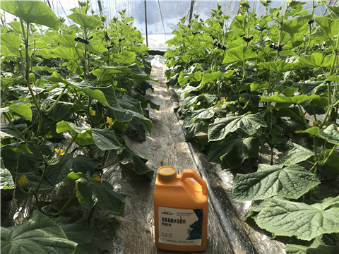 水溶肥，拉姆拉，翠姆