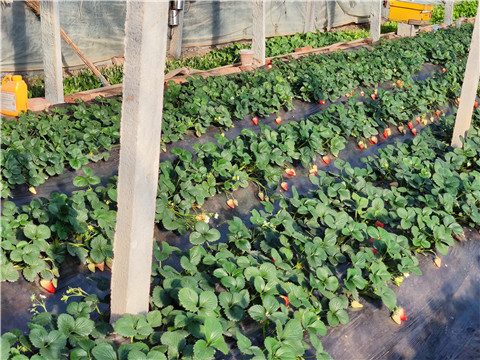 水溶肥，拉姆拉，翠姆