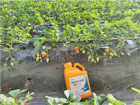 水溶肥，拉姆拉，翠姆