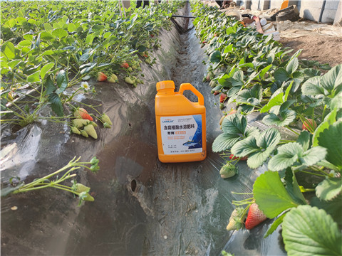 水溶肥，拉姆拉，翠姆