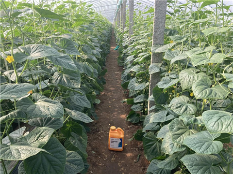 作物施肥管理，拉姆拉，翠姆