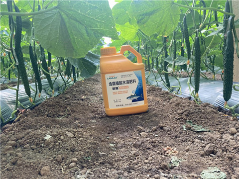 作物施肥管理，拉姆拉，翠姆