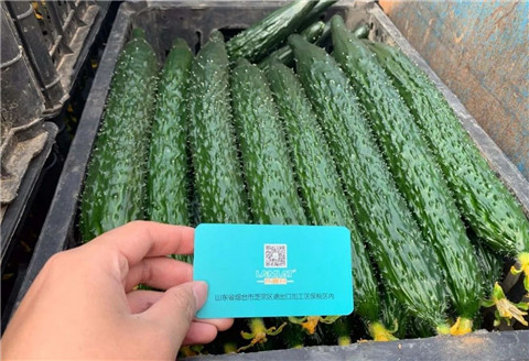 作物施肥管理，拉姆拉，翠姆