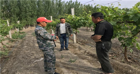 葉面肥，拉姆拉，翠姆