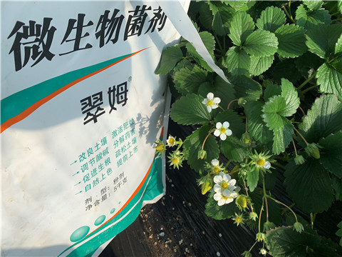 微生物菌劑，拉姆拉，翠姆