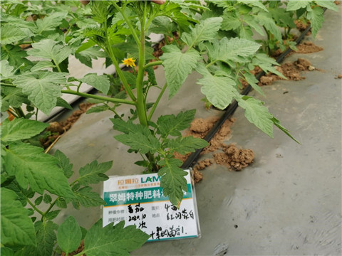 水溶肥，拉姆拉，翠姆