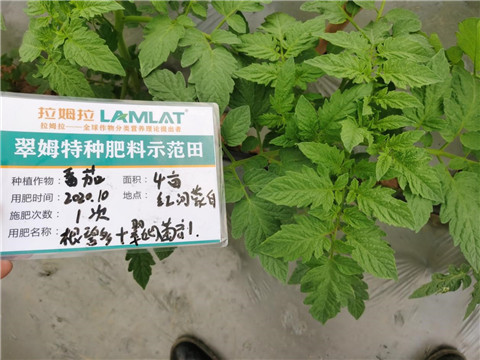 水溶肥，拉姆拉，翠姆