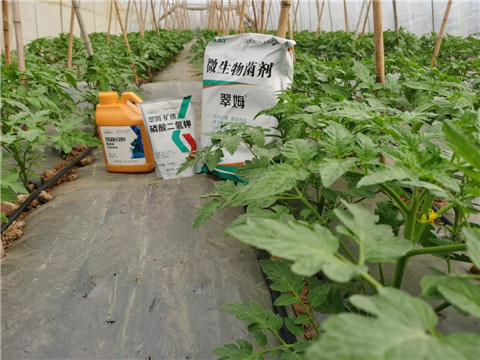 水溶肥，拉姆拉，翠姆