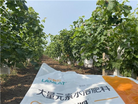 大量元素水溶肥，拉姆拉，翠姆