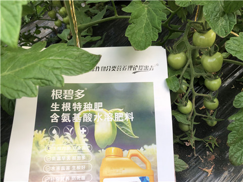 水溶肥，拉姆拉，翠姆