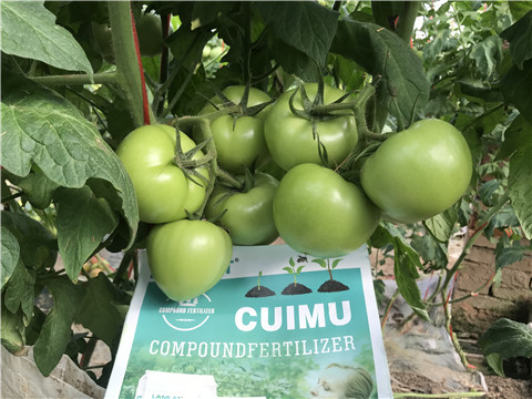 水溶肥，拉姆拉，翠姆