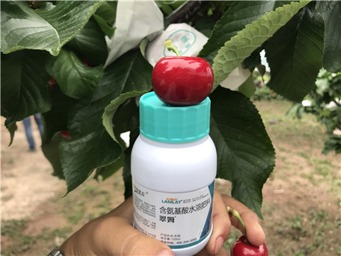 水溶肥，拉姆拉，翠姆