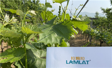 進口水溶肥，拉姆拉，翠姆