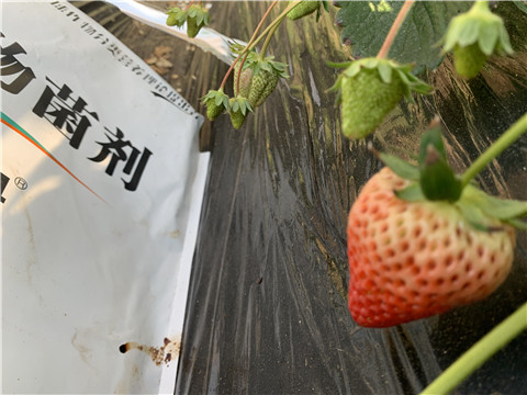 微生物菌劑，拉姆拉，翠姆