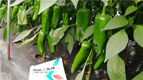 磷酸二氫鉀，拉姆拉，翠姆