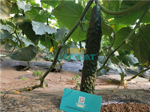 水溶肥，拉姆拉，翠姆