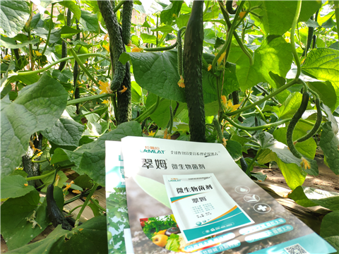 水溶肥，拉姆拉，翠姆