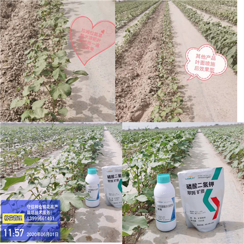 葉面肥，拉姆拉，翠姆