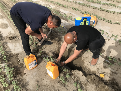 葉面肥，拉姆拉，翠姆