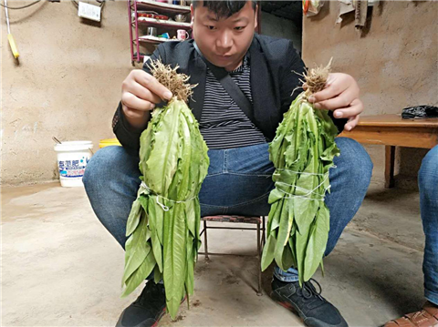 水溶肥，拉姆拉，翠姆