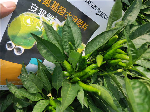 水溶肥，拉姆拉，翠姆