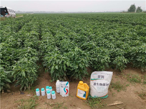 水溶肥，拉姆拉，翠姆