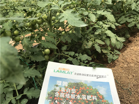 水溶肥，拉姆拉，翠姆