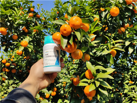 葉面肥，拉姆拉，翠姆