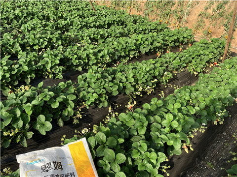 水溶肥，拉姆拉，翠姆